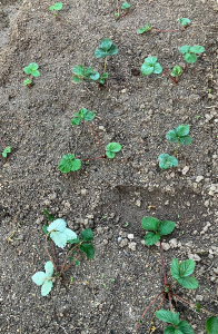 イチゴを更に植え付け