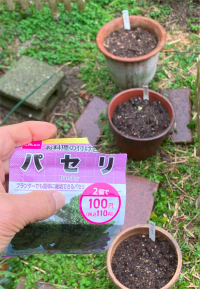 パセリの種まき