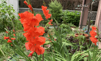 グラジオラスが一気に開花